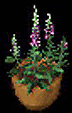 foxglove-altered.jpg